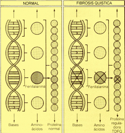 Comparación cadenas de ADN