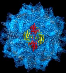 Un virus más infeccioso, potencial cura de la fibrosis quística